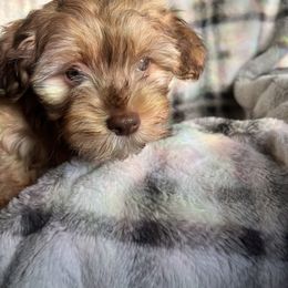 Teddy - Chocolate brindle male Havanese puppy in Starr, South Carolina from Home with Havanese