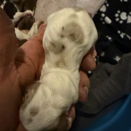 Girl 1 - Chocolate and tan female Dachshund puppy in Paisley, Florida from Pantheon Dachshunds