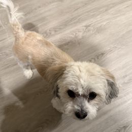 Bentz - Assorted Doodle Crosses