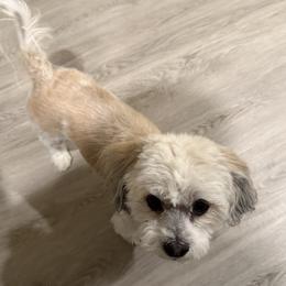 Bentz - Assorted Doodle Crosses