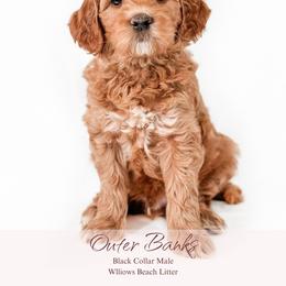 Outer Banks - Apricot male Goldendoodle puppy in Spartanburg, South Carolina from Sunset Cove Goldendoodles