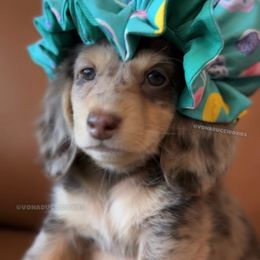 Nivea - Dapple female Dachshund puppy in Arizona from Vonaducci Doxies, LLC.