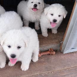 AKC Red Collar Girl - White female Great Pyrenees puppy in Elfrida, Arizona from Outlaw Acres Farm & Kennels