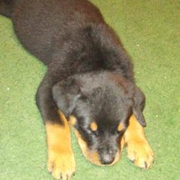 Rottweiler Puppies from Gregory Mulkey's Rottweilers