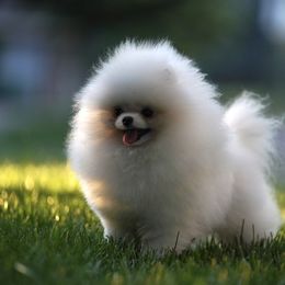 Mickey - White male Pomeranian puppy in Denver, Colorado from Diana's Pomeranians