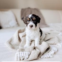 Acadia - Tri-color female Australian Labradoodle puppy in Syracuse, Indiana from The Doodle Cove