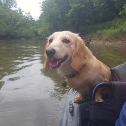 Hope - Dachshund