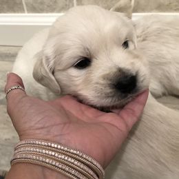 Golden Retriever, Poodle, and Shih Tzu Puppies from Shih Tzu Castle & Platinum Paws