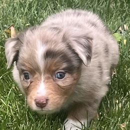 Toy Australian Shepherds from Buffy’s Little Aussies