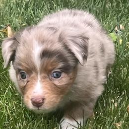 Toy Australian Shepherds from Buffy’s Little Aussies