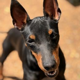 Brillo - Black and tan female Manchester Terrier puppy in Mt. Juliet, Tennessee from Painterly Toy Manchester Terriers