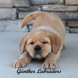 Labrador Retriever Puppies from Günther Labradors