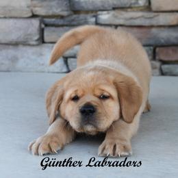 Labrador Retriever Puppies from Günther Labradors