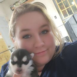 Siberian Husky Puppies from Spirit of the Moon Siberians