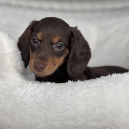 Dachshund Puppies from Dash of Love