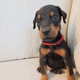 Boy 2 - Black and rust male Doberman Pinscher puppy in New Haven, Indiana from Mjolnir Dobermans