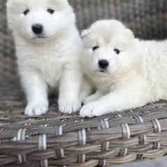 Samoyed Puppies from Marissa Wheeler