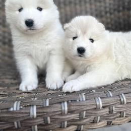 Samoyed Puppies from Marissa Wheeler