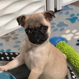 Mary - Fawn female Pug puppy in Olin, North Carolina from Piggy Pugs