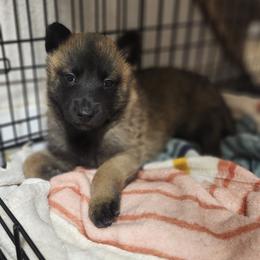 Tater - Fawn sable male Belgian Malinois puppy in Portage, Wisconsin from Rock 'n Wool Aussies & Malinois