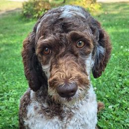 Meg - Goldendoodle