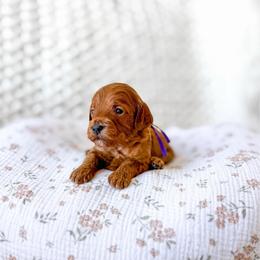 Porsche - Red  female Goldendoodle puppy in Springville, Utah from Happy Doodle