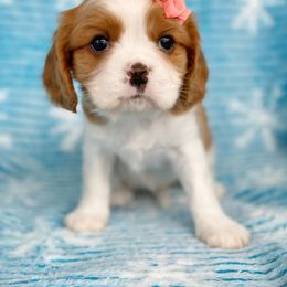 Cavalier King Charles Spaniel and Poodle Puppies from Red Skye Cavaliers