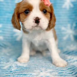 Cavalier King Charles Spaniel and Poodle Puppies from Red Skye Cavaliers