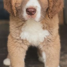 Saint Bernards from Sweetest Saints