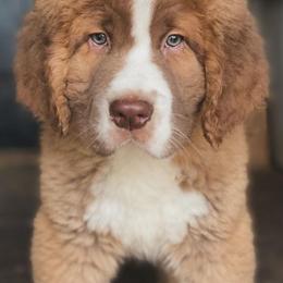 Saint Bernards from Sweetest Saints