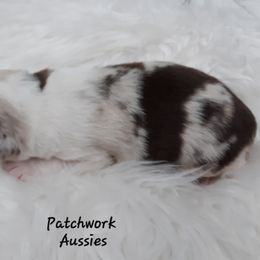 Australian Shepherd Puppies from Patchwork Kennels