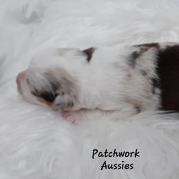 Australian Shepherd Puppies from Patchwork Kennels