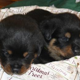 Rottweilers from One Time Breeding