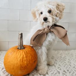 Goldendoodle and Golden Retriever Puppies from Canterbury Canines