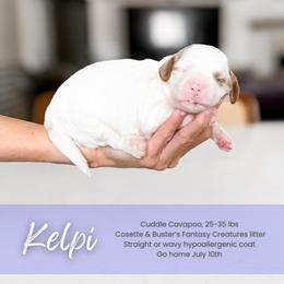 Kelpi - White male Cavapoo puppy in South Jordan, Utah from Wonderful World Doodles