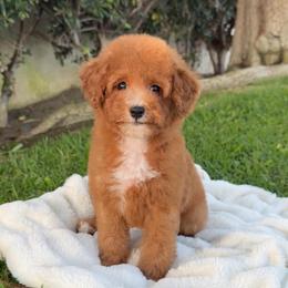 Pineapple - Red  male Poodle puppy in Los Angeles, California from Exquisite Doodles