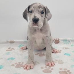Sayla Blue Merle - Merle female Great Dane puppy in Kannapolis, North Carolina from Carolina Great Danes & Toy Poodles
