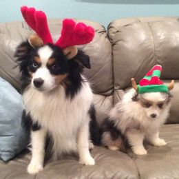 Miniature American Shepherd Puppies from Gordonview Farm