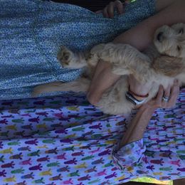 Goldendoodles from Knoxville Goldendoodles