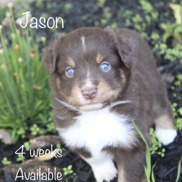 Miniature Australian Shepherd Puppies from Lavish Luxuries Mini and Toy Australian Shepherds