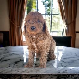 Goldendoodle Puppies from Michigan Doodles