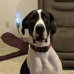 Great Dane Puppies from Lil Dane Loves