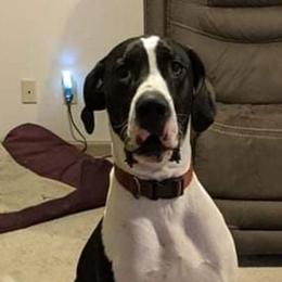 Great Dane Puppies from Lil Dane Loves