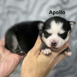 Apollo - Black and white male Pomsky puppy in Fredericksburg, Virginia from Purely Pomskies