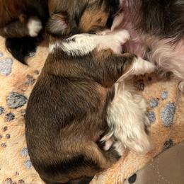Puppy 3 - Red gold female Lhasa Apso puppy in Simpsonville, South Carolina from Tammy Privette