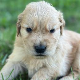 Cedar (Green) - Golden male Golden Retriever puppy in Franklin, West Virginia from Wildmour K9