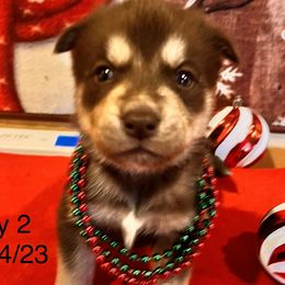 Boy 2 - Red and white Siberian Husky puppy in Columbus, Ohio from Jamuison’s Siberian Huskies
