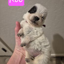 Roo - Blue female Australian Cattle Dog puppy in Prescott Valley, Arizona from KS Cattle Dogs