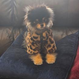 Goober - Black and tan male Pomeranian puppy in Smithville, Texas from Lafary Poms
