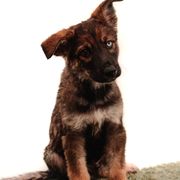 Spike - male Sporty Mix puppy in Mesa, Arizona from Savage K9 Kennels